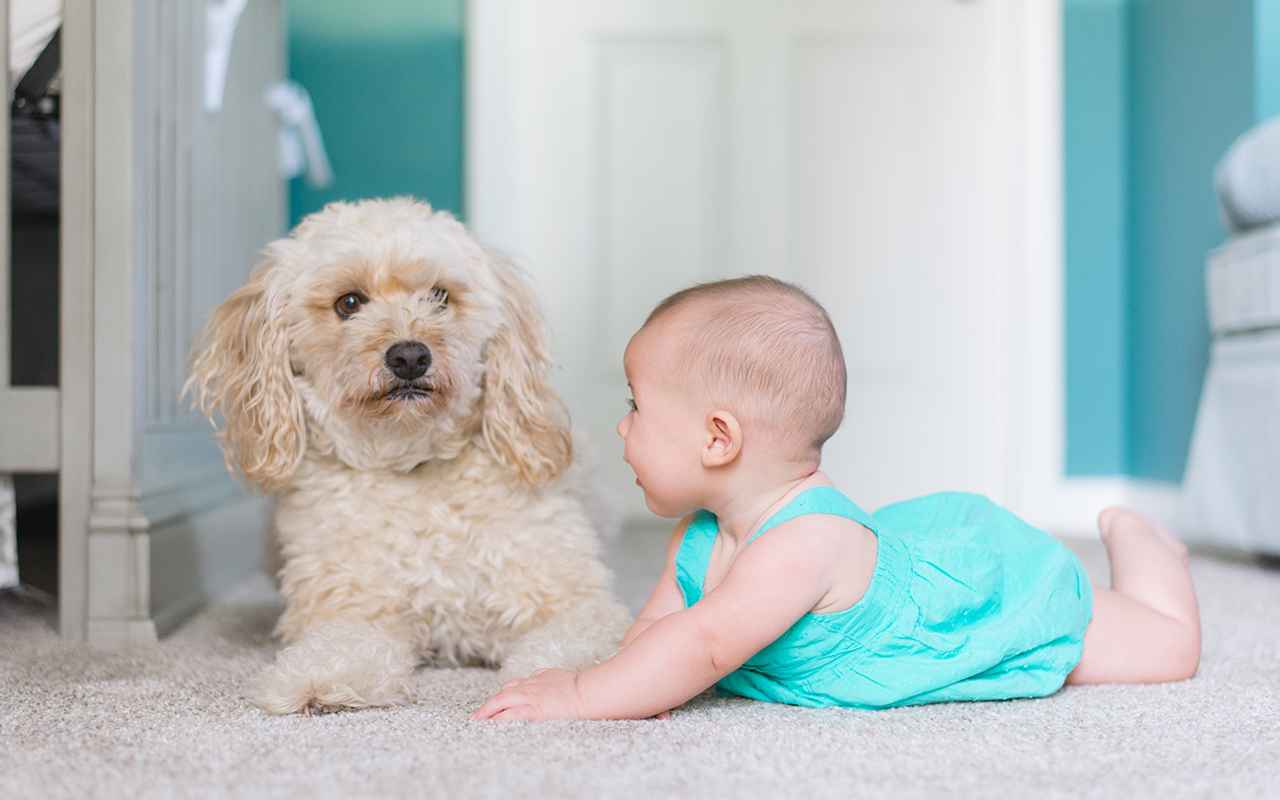 Carpet Cleaning Services Save for pets, kids and the environment 